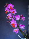 Small flowers of Phalaenopsis Liu's Triprince Pink, burgundy orange flowering orchid for sale at TOMs FLOWer CLUB Zurich Switzerland