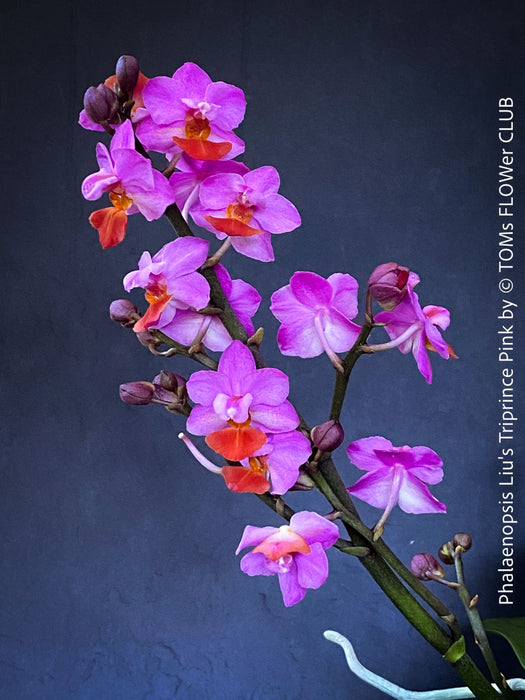 Small flowers of Phalaenopsis Liu's Triprince Pink, burgundy orange flowering orchid for sale at TOMs FLOWer CLUB Zurich Switzerland