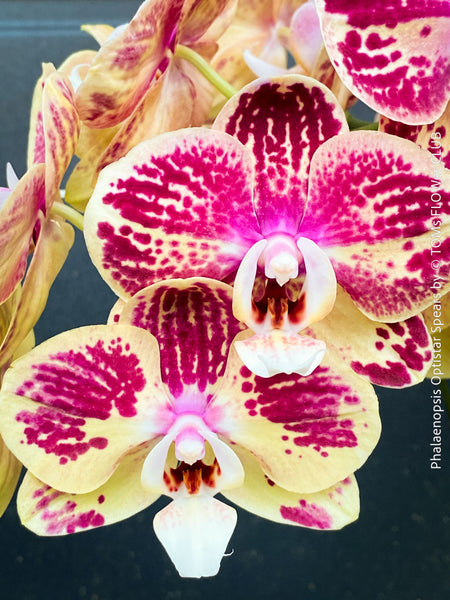 Phalaenopsis Optistar Spears , burgundy orange flowering orchid for sale at TOMs FLOWer CLUB Zurich Switzerland