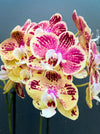 Phalaenopsis Optistar Spears , burgundy orange flowering orchid for sale at TOMs FLOWer CLUB Zurich Switzerland