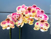 Phalaenopsis Optistar Spears , burgundy orange flowering orchid for sale at TOMs FLOWer CLUB Zurich Switzerland