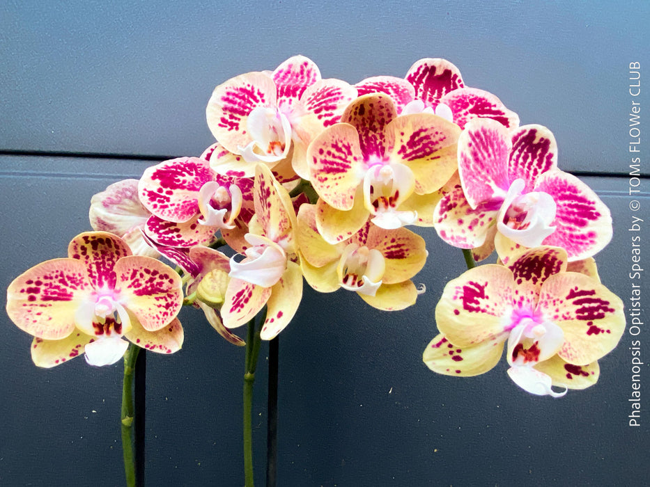 Phalaenopsis Optistar Spears , burgundy orange flowering orchid for sale at TOMs FLOWer CLUB Zurich Switzerland