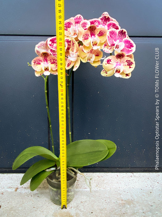 Phalaenopsis Optistar Spears , burgundy orange flowering orchid for sale at TOMs FLOWer CLUB Zurich Switzerland
