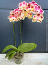 Phalaenopsis Optistar Spears , burgundy orange flowering orchid for sale at TOMs FLOWer CLUB Zurich Switzerland