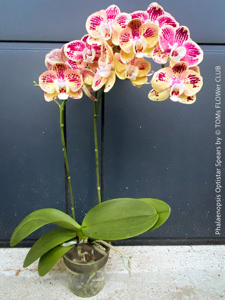 Phalaenopsis Optistar Spears , burgundy orange flowering orchid for sale at TOMs FLOWer CLUB Zurich Switzerland