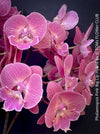 Phalaenopsis Pink Big Lip orchid for sale at TOMs FLOWer CLUB
