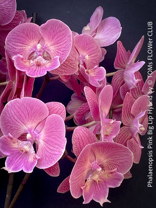Phalaenopsis Pink Big Lip orchid for sale at TOMs FLOWer CLUB