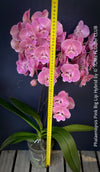Phalaenopsis Pink Big Lip orchid for sale at TOMs FLOWer CLUB