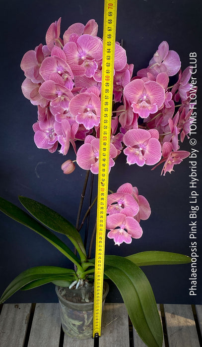 Phalaenopsis Pink Big Lip orchid for sale at TOMs FLOWer CLUB