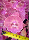 Phalaenopsis Pink Big Lip orchid for sale at TOMs FLOWer CLUB