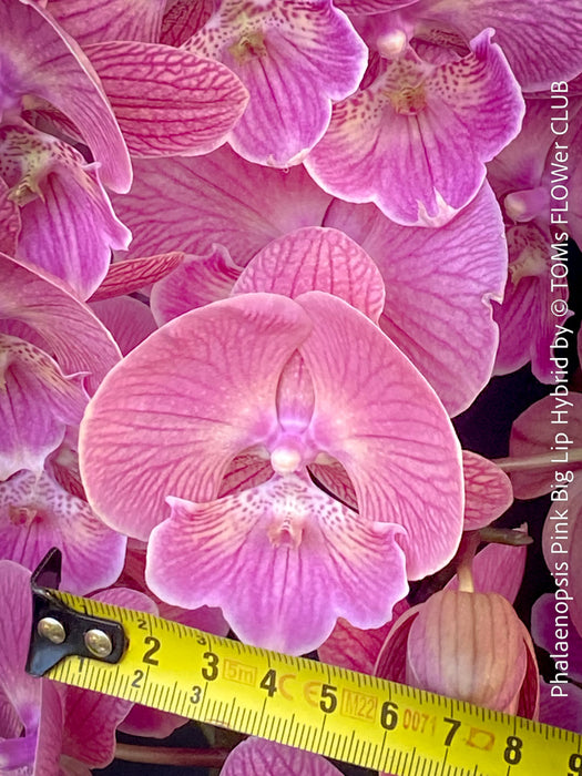 Phalaenopsis Pink Big Lip orchid for sale at TOMs FLOWer CLUB