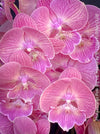 Pink flowers of Phalaenopsis Pink Big Lip orchid for sale at TOMs FLOWer CLUB