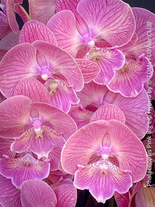 Pink flowers of Phalaenopsis Pink Big Lip orchid for sale at TOMs FLOWer CLUB