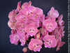 Phalaenopsis Pink Big Lip orchid for sale at TOMs FLOWer CLUB
