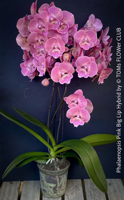 Phalaenopsis Pink Big Lip orchid for sale at TOMs FLOWer CLUB