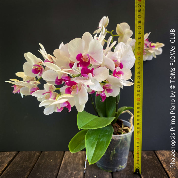 Phalaenopsis Prima Piano, white purple flowering orchid, organically grown tropical plants for sale at TOMs FLOWer CLUB.