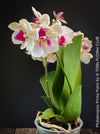 Phalaenopsis Prima Piano, white purple flowering orchid, organically grown tropical plants for sale at TOMs FLOWer CLUB.