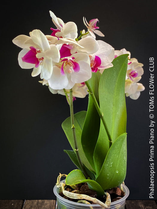 Phalaenopsis Prima Piano, white purple flowering orchid, organically grown tropical plants for sale at TOMs FLOWer CLUB.