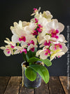 Phalaenopsis Prima Piano, white purple flowering orchid, organically grown tropical plants for sale at TOMs FLOWer CLUB.