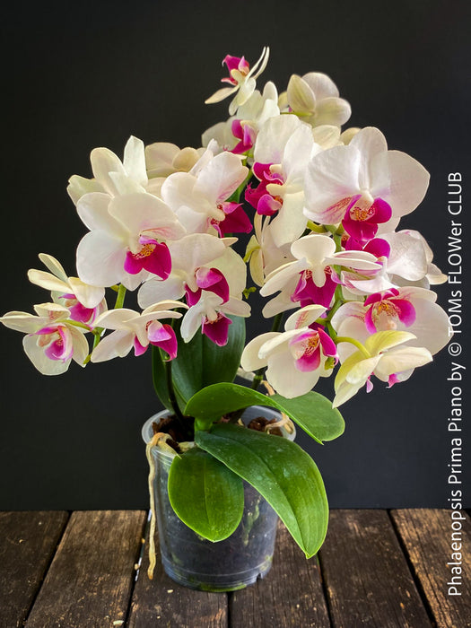 Phalaenopsis Prima Piano, white purple flowering orchid, organically grown tropical plants for sale at TOMs FLOWer CLUB.