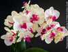 Phalaenopsis Prima Piano, white purple flowering orchid, organically grown tropical plants for sale at TOMs FLOWer CLUB.