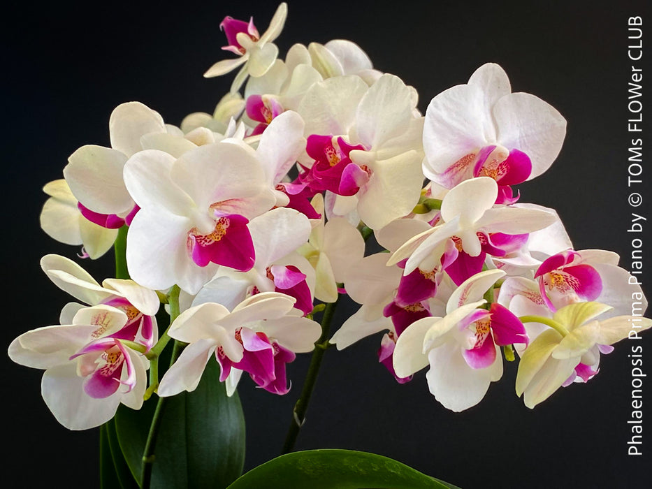 Phalaenopsis Prima Piano, white purple flowering orchid, organically grown tropical plants for sale at TOMs FLOWer CLUB.