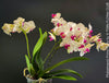 Phalaenopsis Prima Piano, white purple flowering orchid, organically grown tropical plants for sale at TOMs FLOWer CLUB.