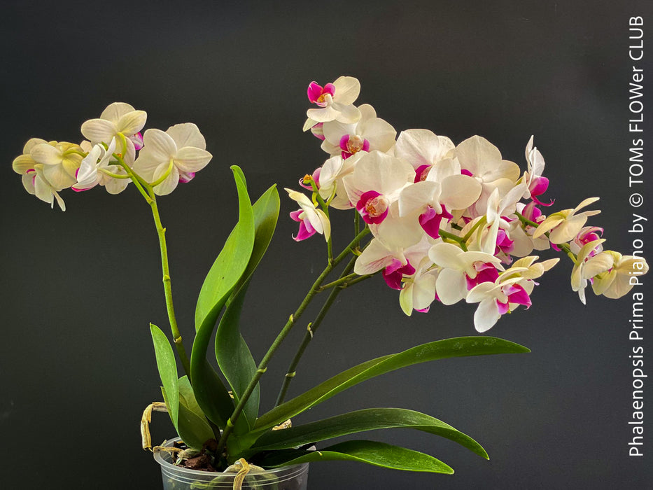 Phalaenopsis Prima Piano, white purple flowering orchid, organically grown tropical plants for sale at TOMs FLOWer CLUB.