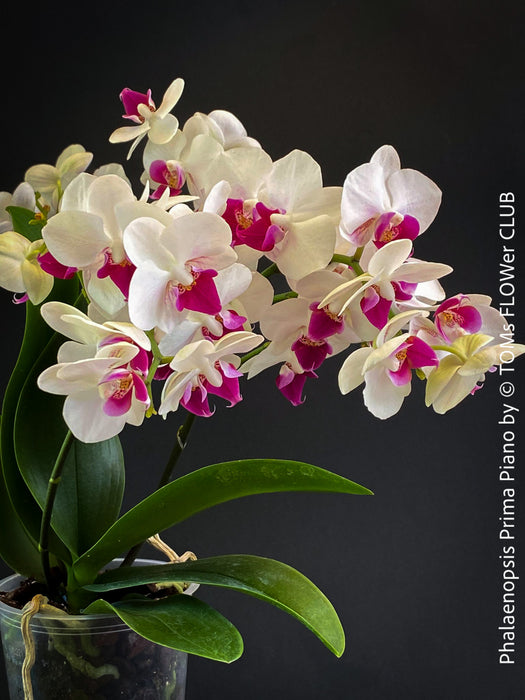 Phalaenopsis Prima Piano, white purple flowering orchid, organically grown tropical plants for sale at TOMs FLOWer CLUB.