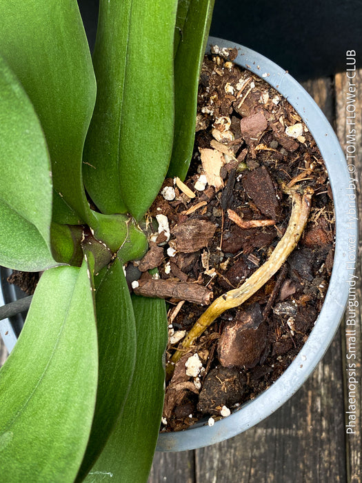 Phalaenopsis Small Burgundy Flower Hybrid, Hybrid orchid, burgundy - lilac flowering orchid, organically grown tropical plants for sale at TOMs FLOWer CLUB