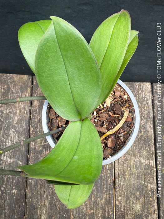 Phalaenopsis Small Burgundy Flower Hybrid, Hybrid orchid, burgundy - lilac flowering orchid, organically grown tropical plants for sale at TOMs FLOWer CLUB