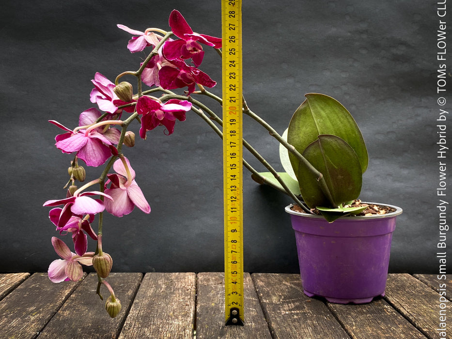 Phalaenopsis Small Burgundy Flower Hybrid, Hybrid orchid, burgundy - lilac flowering orchid, organically grown tropical plants for sale at TOMs FLOWer CLUB