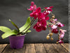 Phalaenopsis Small Burgundy Flower Hybrid, Hybrid orchid, burgundy - lilac flowering orchid, organically grown tropical plants for sale at TOMs FLOWer CLUB