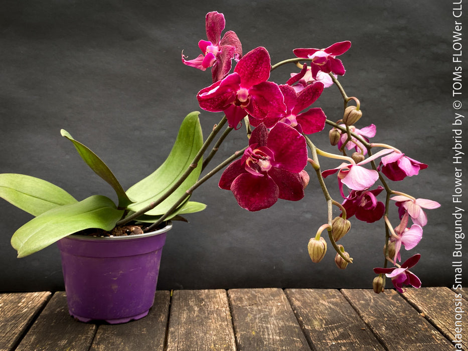 Phalaenopsis Small Burgundy Flower Hybrid, Hybrid orchid, burgundy - lilac flowering orchid, organically grown tropical plants for sale at TOMs FLOWer CLUB