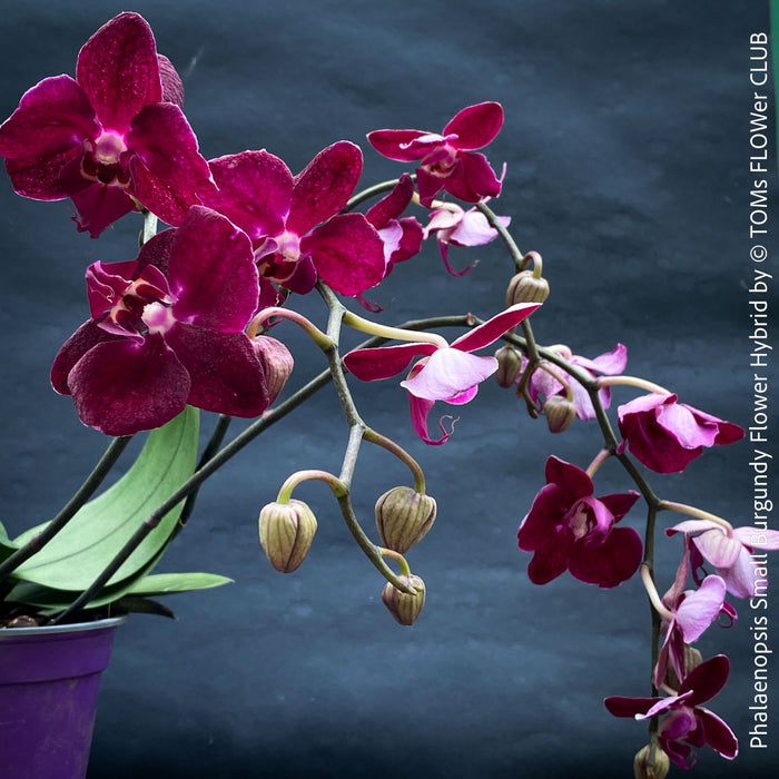 Phalaenopsis Small Burgundy Flower Hybrid, Hybrid orchid, burgundy - lilac flowering orchid, organically grown tropical plants for sale at TOMs FLOWer CLUB