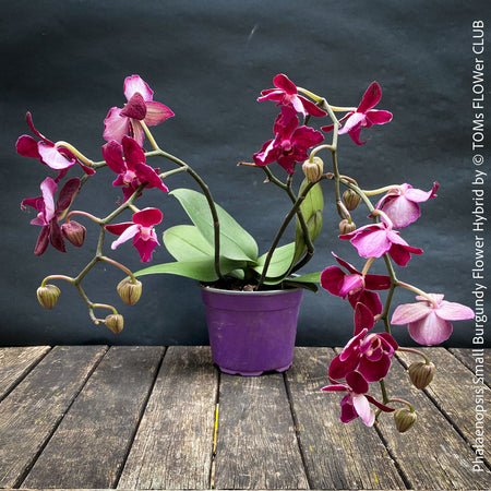 Phalaenopsis Small Burgundy Flower Hybrid, Hybrid orchid, burgundy - lilac flowering orchid, organically grown tropical plants for sale at TOMs FLOWer CLUB
