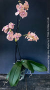 Phalaenopsis Sogo Very Maple, burgundy net flowering orchid for sale at TOMs FLOWer CLUB Zurich Switzerland