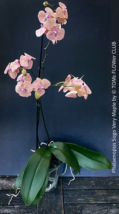 Phalaenopsis Sogo Very Maple, burgundy net flowering orchid for sale at TOMs FLOWer CLUB Zurich Switzerland