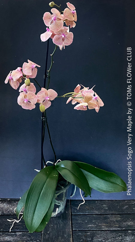 Phalaenopsis Sogo Very Maple, burgundy net flowering orchid for sale at TOMs FLOWer CLUB Zurich Switzerland