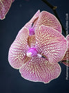 Flower detail of Phalaenopsis Sogo Very Maple, burgundy net flowering orchid for sale at TOMs FLOWer CLUB Zurich Switzerland