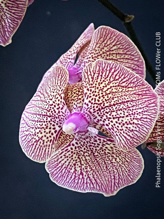 Flower detail of Phalaenopsis Sogo Very Maple, burgundy net flowering orchid for sale at TOMs FLOWer CLUB Zurich Switzerland