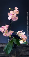 Phalaenopsis Sogo Very Maple, burgundy net flowering orchid for sale at TOMs FLOWer CLUB Zurich Switzerland