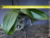 Phalaenopsis Sogo Very Maple, burgundy net flowering orchid for sale at TOMs FLOWer CLUB Zurich Switzerland