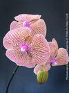 Phalaenopsis Sogo Very Maple, burgundy net flowering orchid for sale at TOMs FLOWer CLUB Zurich Switzerland