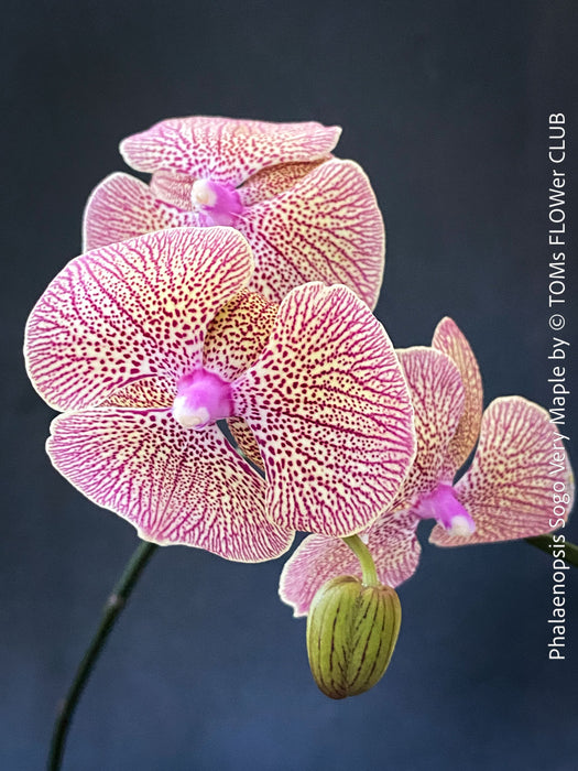 Phalaenopsis Sogo Very Maple, burgundy net flowering orchid for sale at TOMs FLOWer CLUB Zurich Switzerland