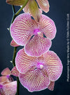 Phalaenopsis Sogo Very Maple, burgundy net flowering orchid for sale at TOMs FLOWer CLUB Zurich Switzerland