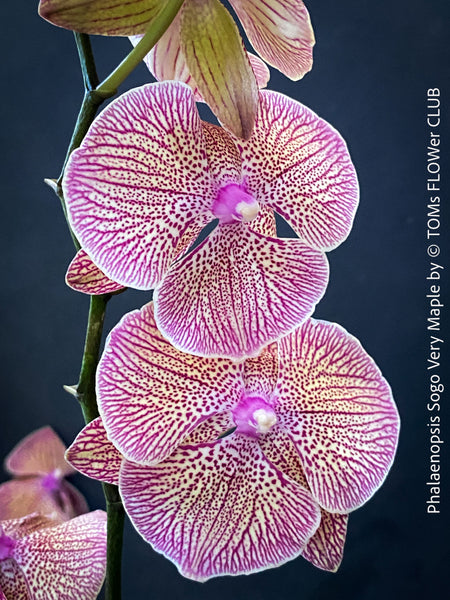 Phalaenopsis Sogo Very Maple, burgundy net flowering orchid for sale at TOMs FLOWer CLUB Zurich Switzerland