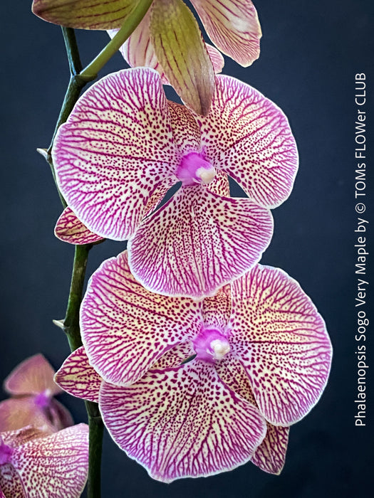 Phalaenopsis Sogo Very Maple, burgundy net flowering orchid for sale at TOMs FLOWer CLUB Zurich Switzerland