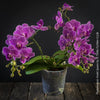 Phalaenopsis Violet Queen, pale violetflowering orchid, organically grown tropical plants for sale at TOMs FLOWer CLUB