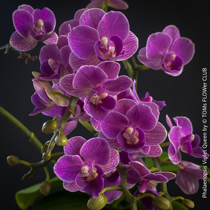 Phalaenopsis Violet Queen, pale violetflowering orchid, organically grown tropical plants for sale at TOMs FLOWer CLUB